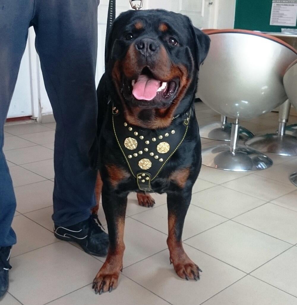 The ''Maximus'' Leather Dog Harness Black & Gold Small to Medium Size