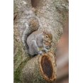 thumbnail image 2 of Jones, Adam 11x14 Gold Ornate Wood Framed with Double Matting Museum Art Print Titled - Gray Squirrel eating a walnut from favorite perch, 2 of 4