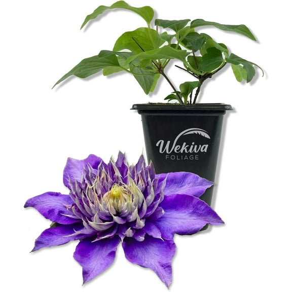 Clematis Multi Blue - Live Starter Plant in a 2 Inch Growers Pot - Starter Plants Ready for The Garden - Rare Clematis for Collectors