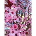 thumbnail image 3 of Bannon, Heidi 19x24 Black Modern Framed Museum Art Print Titled - Cherry Blossom, 3 of 5