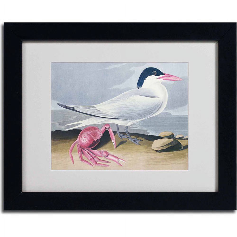 Trademark Fine Art "Cayenne Tern" Canvas Art by John James Audubon, Black Frame