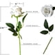 thumbnail image 2 of Xiao Hua Rosas blancas artificiales 12 rosas con tallo de seda de tacto real, ramo de rosas adecuado para el hogar, bodas, fiestas, flores de jardín y decoración de rosas., 2 of 5
