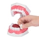 thumbnail image 5 of Tipodonto estándar para adultos, cavidad oral de 28 dientes permanentes, 2 aumentos extraíbles, viene con un cepillo de dientes para estudiar tama?o estándar, estudiante para maestro Unbranded 1411200500611, 5 of 7