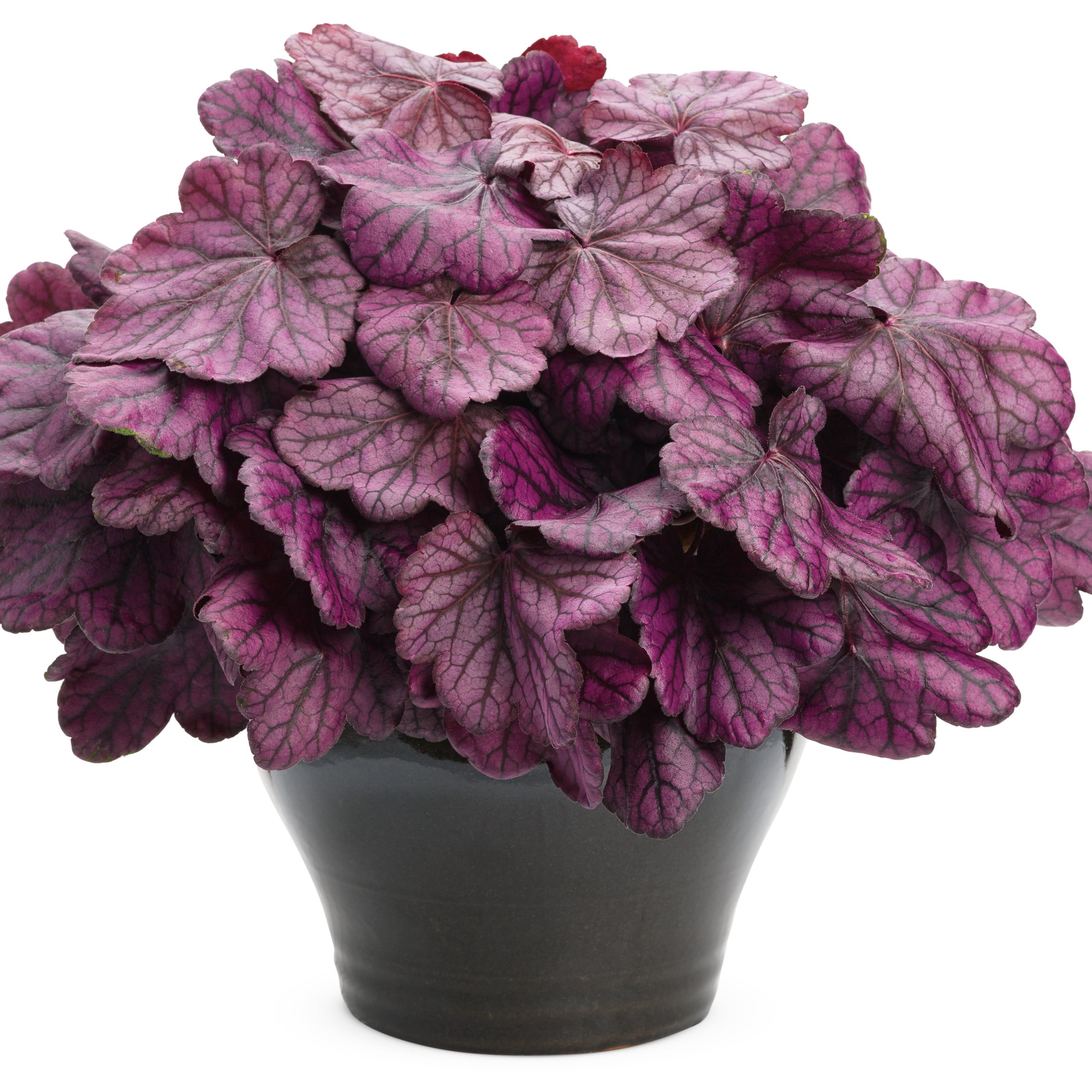 Proven Winners 6" Purple Primo 'Wild Rose' Coral Bells Live Plant in 6.5" Pot