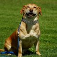 thumbnail image 5 of Dog Prong Collar,Choke Collar for Dogs Pinch Training Collar,Detachable Adjustab, 5 of 5