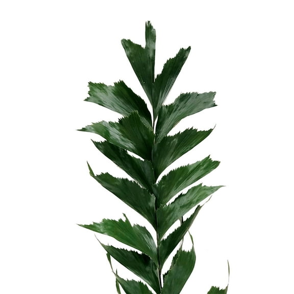 Palm Fish Tail - Farm Direct Fresh Cut Flowers - 40 Stems