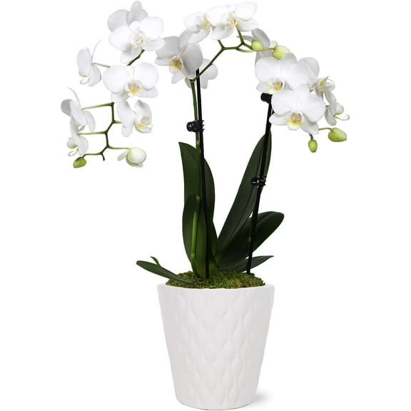 Just Add Ice 15-20" White and Yellow Petite Orchid Live Plant in 3" White Ceramic Pot, House Plant