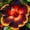 D, variant on Hibiscus, Low Maintenance - Easy Grow - Ideal for Beds Borders, Plant Pots & Planters