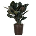 thumbnail image 3 of Brighter Blooms - Rubber Plant (Ficus), 3 gal - No Shipping to AK, AZ, HI, OR, 3 of 5