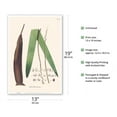 thumbnail image 2 of Palm Tree Leaf - Betel Nut Subfamily - (Oenocarpus Distichus) - Vintage Botanical Illustration by Carl Friedrich Philipp von Martius c.1820s - Master Art Print (Unframed) 13in x 19in, 2 of 4