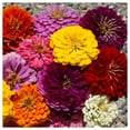 Everwilde Farms 200 DahliaFlowered Mixed Zinnia Garden Flowers, Gold