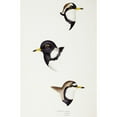 thumbnail image 2 of Gould, John 17x24 Black Modern Framed Museum Art Print Titled - Black-fronted dotterel-Lesser sand-plover and Double-banded plover, 2 of 4