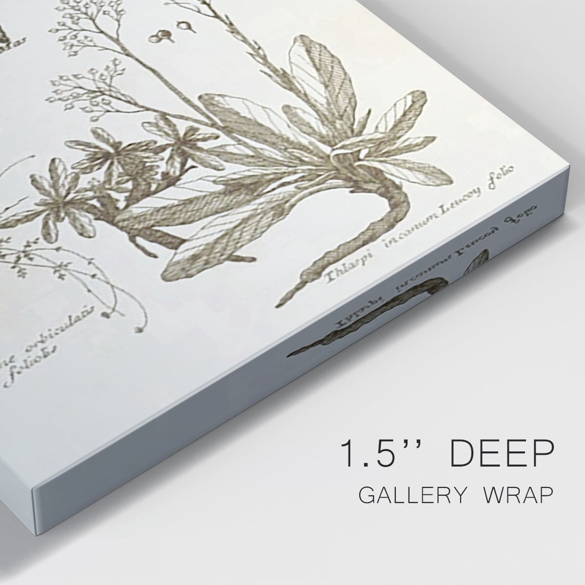 Sepia Botanical Journal VI Premium Gallery Wrapped Canvas - Ready to Hang