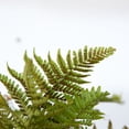 thumbnail image 3 of Expert Gardener Autumn Fern (2.5 Quart) Orange-Red New Foliage - Part Shade Live Outdoor Plant for shade, 3 of 6