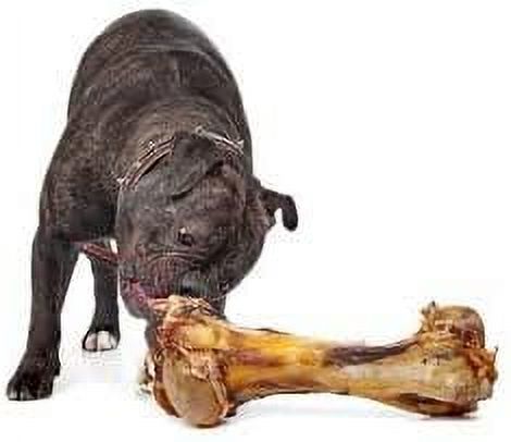 EcoKind Dog Bone Giant Femur Bone for Dogs 1 Bone Long Lasting Mammoth Dog Bones for Aggressive Chewers Rawhide Free Healthy Dog Treat Large