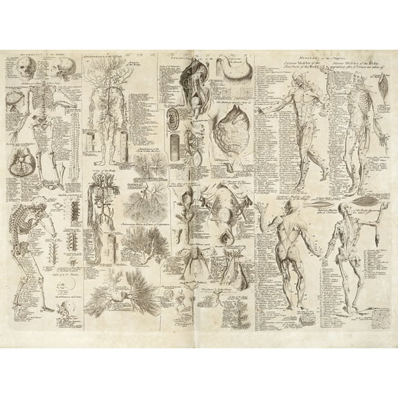 Chambers 1728 Cyclopaedia Human Anatomy Diagram Extra Large XL Wall Art Poster Print