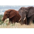 thumbnail image 2 of Pitamitz, Sergio 32x23 Black Ornate Wood Framed with Double Matting Museum Art Print Titled - Two African elephants-Loxodonta africana-Tsavos soil-Tsavo-Kenya, 2 of 4