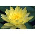 thumbnail image 3 of 3 Organic Mixed Colors LOTUS Nelumbo Pond Water Lily Lilypad Blue Red Flower Large Seeds, 3 of 10