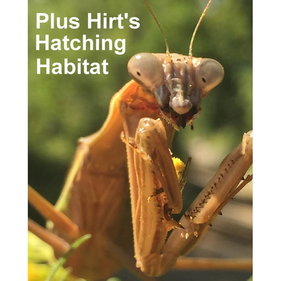 Carolina Praying Mantis 2 Egg Cases 100 - 400 Babies with Hirt's Hatching Habitat