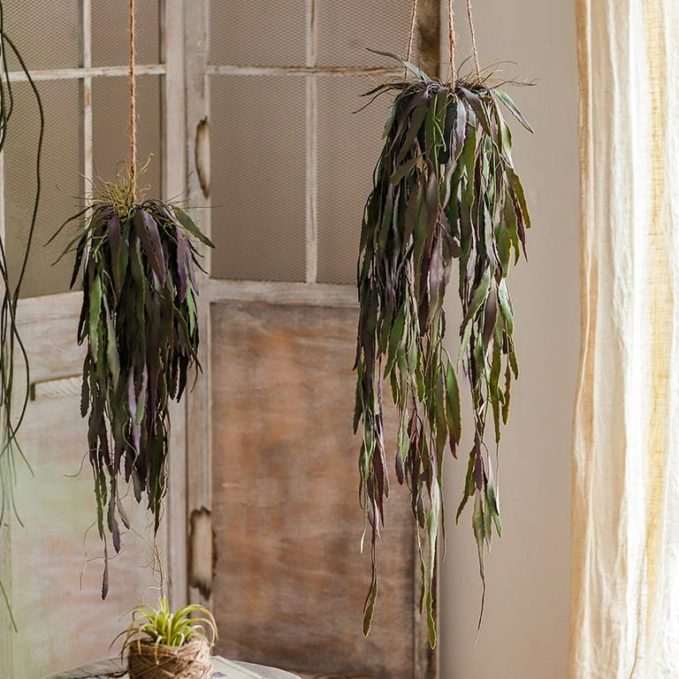 caput medusae air plant Wholesale: Large Tillandsia Caput Medusae Air Plants main image 0