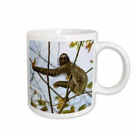 

3dRose Three-toed sloth Bradypus variegatus Ceramic Mug 11-ounce