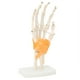 thumbnail image 2 of Modelo De Mano, Detalles Claros Modelo De Exhibición De Articulación De Mano De Ligamento Flexible Mostrar Detalles Para La Escuela De Medicina Para La Enseñanza ANGGREK Hand Joint Ligament Model, 2 of 8