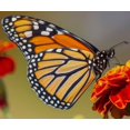 thumbnail image 1 of Papillon Orange - Peinture Diamant DIY, 1 of 6