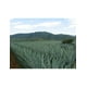 thumbnail image 3 of Pack de 4 Tequila Herencia De Plata Reposado Mini 50 ml Reposado Mini, 3 of 3