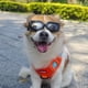 thumbnail image 4 of Dog Sunglasses Small Breed, Uv Protection Small Dog Goggles, Wind Dust Proof Small Goggles With Adjustable Straps, 4 of 5