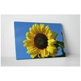thumbnail image 3 of Pingo World 0809QG41I5M "Sunflower Flower" Gallery Wrapped Canvas Wall Art, 20" x 16", Variable, 3 of 4