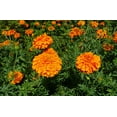 thumbnail image 3 of African Crackerjack Marigold/ Annual/ Full Sun/600 Seeds 2 Grams/ Zellajake Farm and Garden - B244, 3 of 4