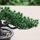 thumbnail image 5 of Árbol de bonsái Artificial, planta falsa, decoración en maceta, plantas artificiales para el hogar, planta de bonsái de pino para exhibición de decoración del hogar Vhermosa YQ-0253, 5 of 7