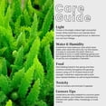 thumbnail image 2 of American Plant Exchange Foxtail Fern, Fluffy Live Plant, 6-Inch Pot, Bright, Indirect Light for Home or Garden, 2 of 9