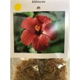 thumbnail image 4 of Hawaiian Yellow Hibiscus Live Shrub Cutting - 1 PK 2"-4" Long Unrooted Full Sun, 4 of 5