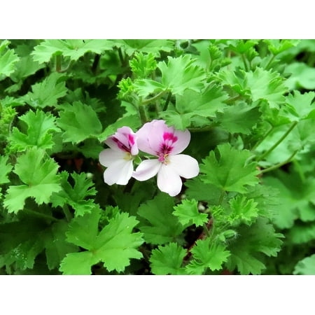 Lemon Leaves - Lemon Scented Leaf Geranium - Repels Mosquitoes - Inside/Out - 4
