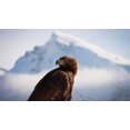 thumbnail image 3 of Planet Earth II/Blue Planet II (4K Ultra HD + Blu-ray) [UHD], 3 of 11