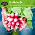 thumbnail image 6 of 6 Pack Root Vegetable Seed Collection - Heirloom Full Sun Biennial Vegetables, 6 of 6