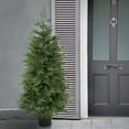 thumbnail image 2 of 5 ft. Cypress Tree in Nursery Pot, 2 of 3