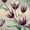 Color 3, variant on Peel and Stick Wallpaper Vintage Tulip Botanical Soft Watercolor Art Print Wall Mural 17.7in x 9.8ft Self Adhesive Removable Renter Friendly Wall Paper Decor for Walls Cabinets Home