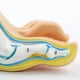 thumbnail image 4 of Foot Anatomy Model, Human Anatomy Foot Model, Normal Flat Arched Foot Model, Human Foot Muscle Model, 4 of 5