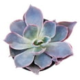 thumbnail image 3 of Echeveria Afterglow (4"+ Plastic Pot) - Tiny, Lovely, Easy to Care Rosette Succulents - Live Succulents for Home Indoor Place, 3 of 6