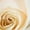 White Rose, variant on Member's Mark Wedding Collection Bridesmaid Bouquets, choose color and quantity