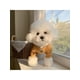 thumbnail image 1 of 1pc Pet Clothes For Autumn And Winter, Four-Legged Sports Apparel For Bichon, Poodle, Teddy, And Pomeranian, 1 of 1