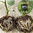 thumbnail image 5 of Plant Grafting Box, 4 Pieces Plant Rooting Device, Propagation Cutter Ball (black), 5 of 5