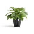 thumbnail image 3 of Ecopots Venice 2 Durable Modern Round Indoor/Outdoor Recycled Based Composite Flower Pot Planter w/ Water Reservoir, Dark Grey, 12", 3 of 4