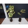 Well Rooted **DELTA DAWN** VARIEGATED Bougainvillea starter/plug plant