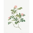 thumbnail image 2 of Redoute, Pierre Joseph 15x18 Gold Ornate Wood Framed with Double Matting Museum Art Print Titled - Eglantine, Wild Rosehips, Rosa rubiginosa nemoralis, 2 of 4