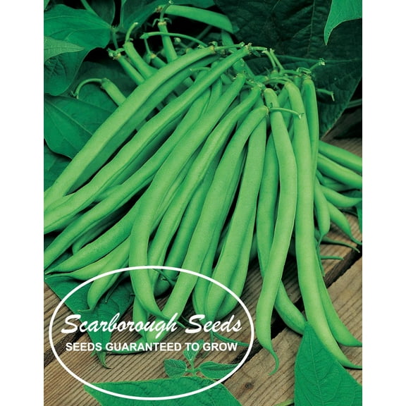 SCARBOROUGH SEEDS Blue Lake Beans 30 Seeds Heirloom Non GMO Bush
