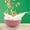 Pink, variant on LACKUST Drop Resistant Ramen Bowls Noodles,Ramen Bowl Children's Soup Bowl,Fall- Household Instant Tableware Ramen Bowl for Home Kitchen Office College Dorm Room,Beige