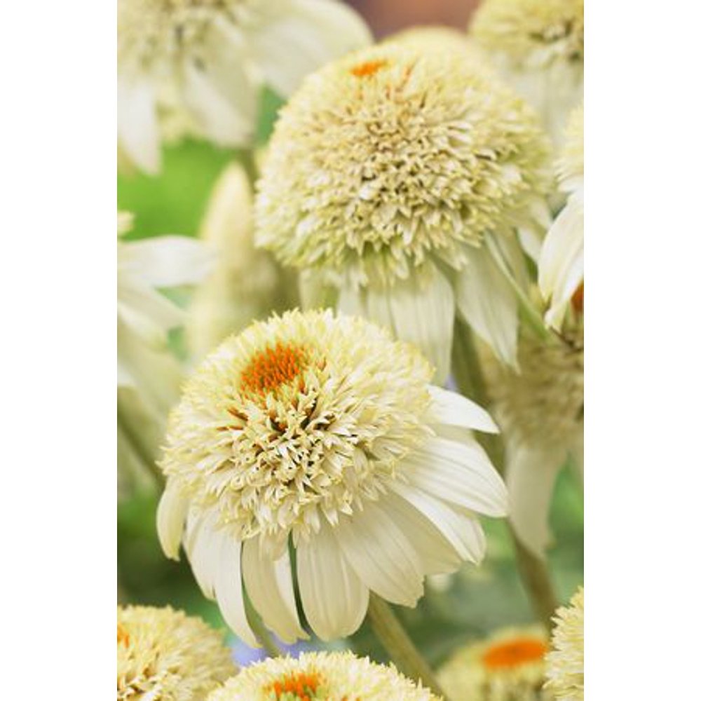 Milkshake Coneflower Perennial Echinacea White Live Plant